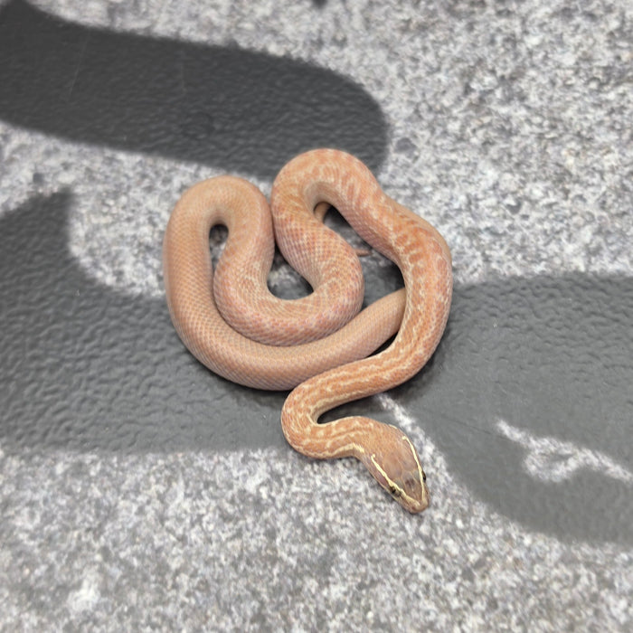 26 Hypo het Tpos Albino male 18M1