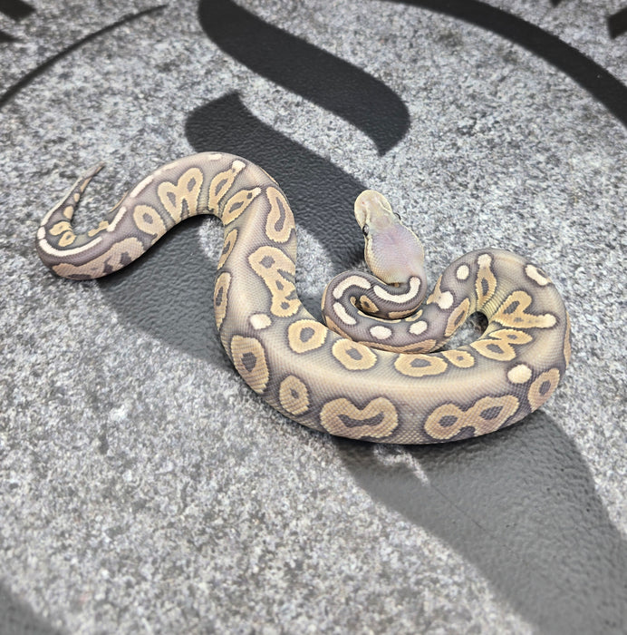 26 Pewter Hypo 50% het Pied female