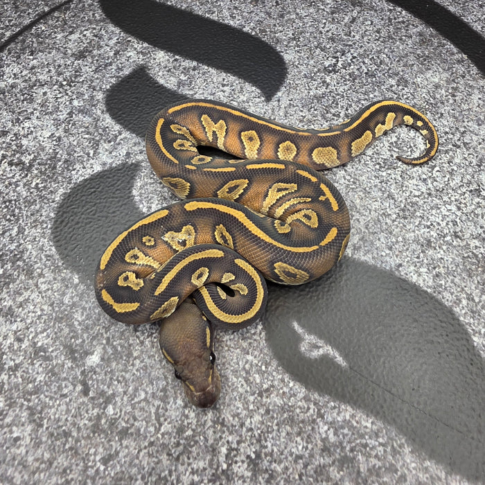 26 Super BH OD Vanilla Hypo male