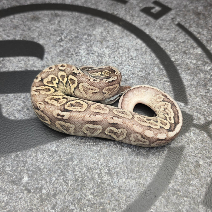 26 Pastel Furrow Cinnamon YB male