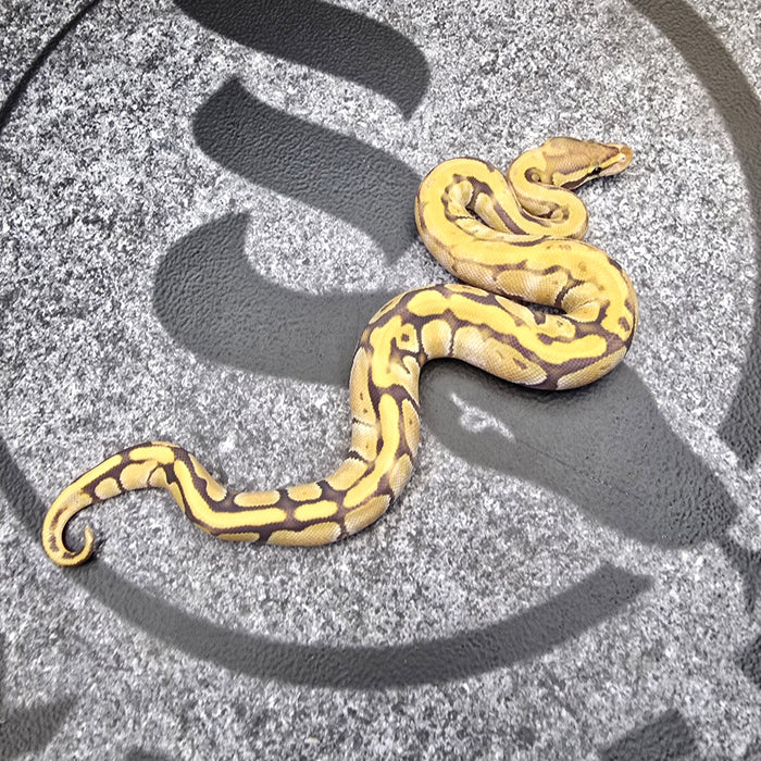 25 (White paradox) Cypress Fire Enchi Hypo het DG male
