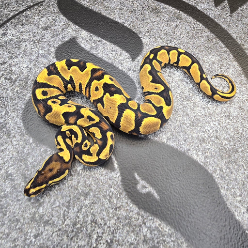 25 OD YB het Hypo het Pied female