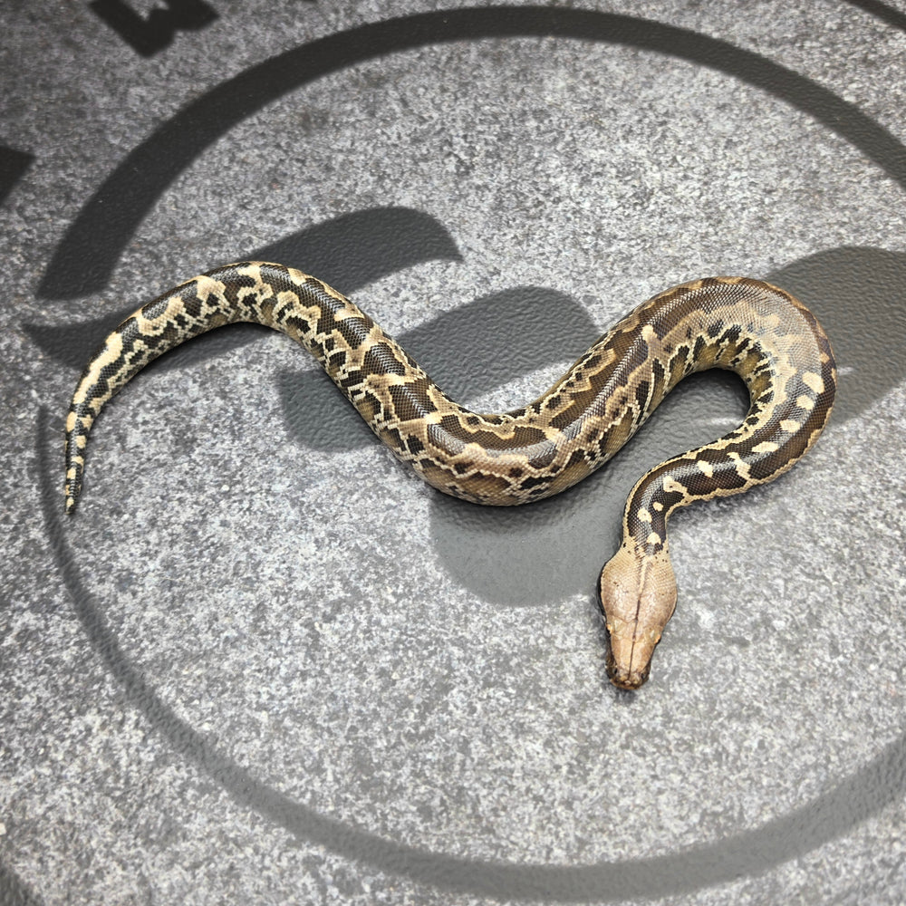 26 Chromehead Short Tail female F7