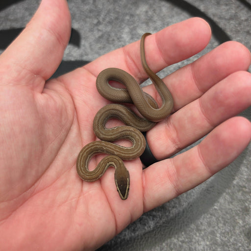 26 Het Tpos Albino het Blue Eye 50% het Hypo female 22F7