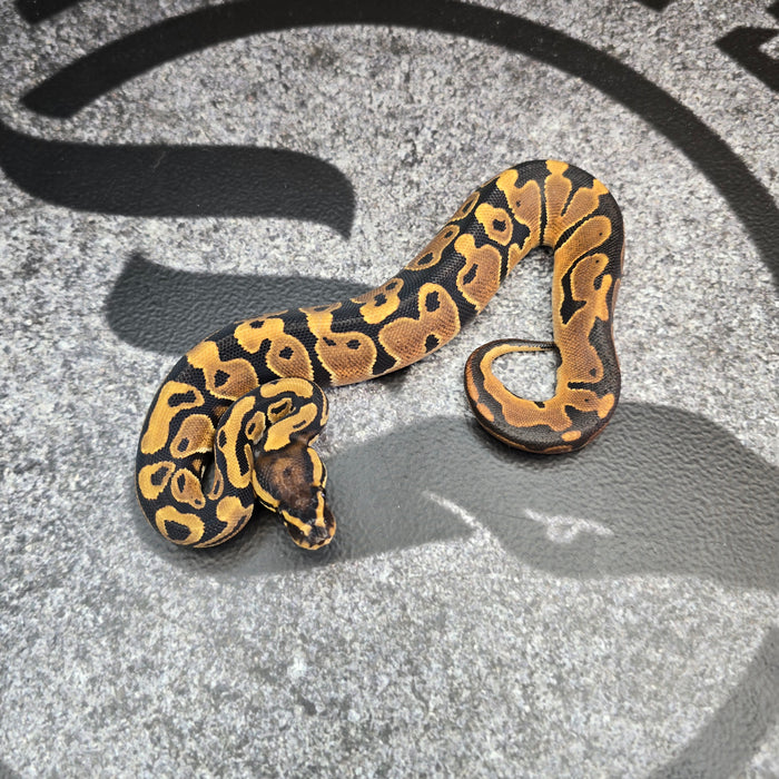 25 Trojan het Clown het Pied female