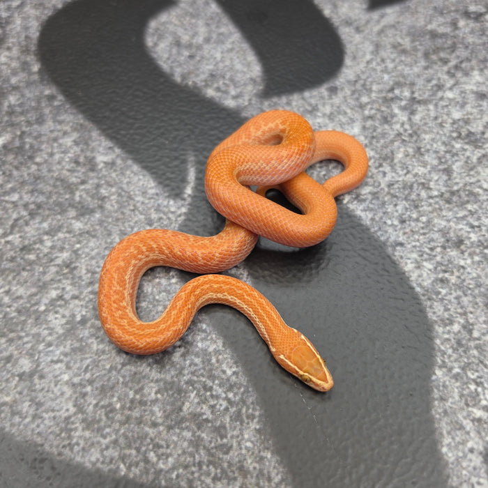 26 Tpos Albino het Blue Eye 50% het Hypo male 09M2