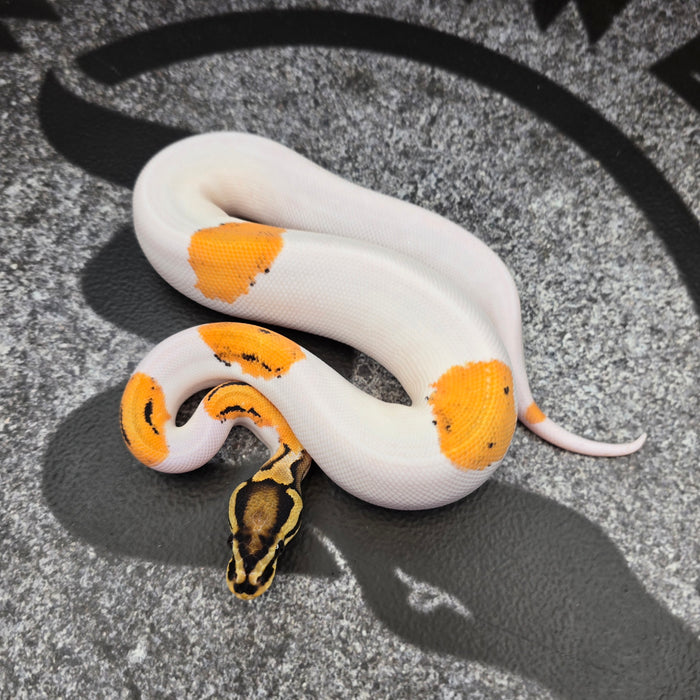 Super OD Pied het Hypo female