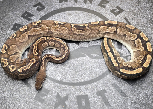 Proven Breeder GHI Bongo female