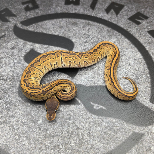 26 BlackHead Pinstripe het Hypo het Paint female