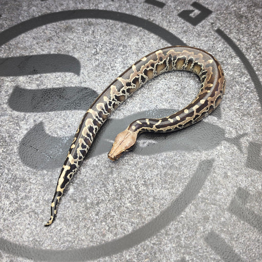 26 Chromehead Short Tail female F1