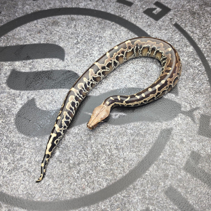 26 Chromehead Short Tail female F1