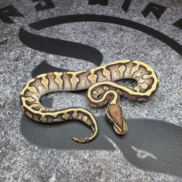 26 OD Jaguar Butter pos YB female