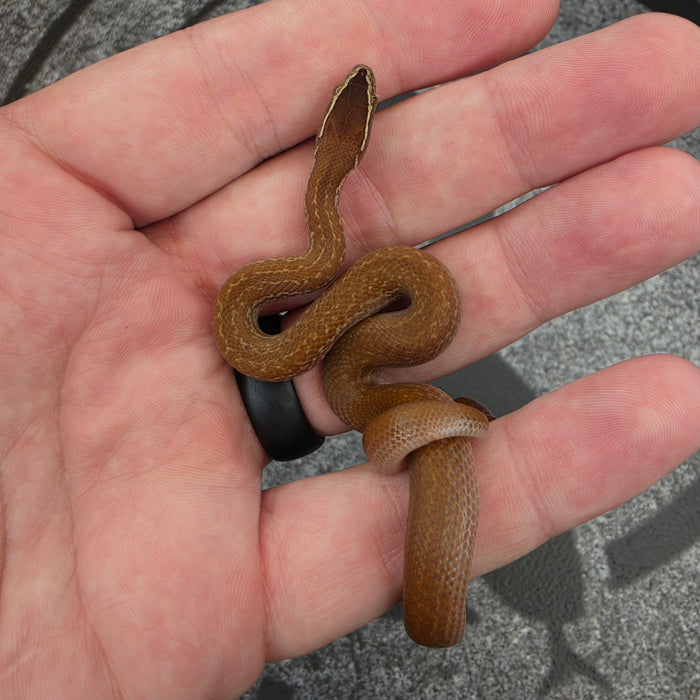 26 62.5%KZN het Tpos African House Snake female 10F3