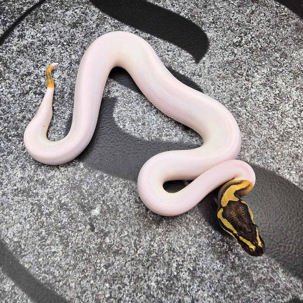 25 Choc GHI (i think) Pied het Hypo male