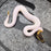 25 Choc GHI (i think) Pied het Hypo male