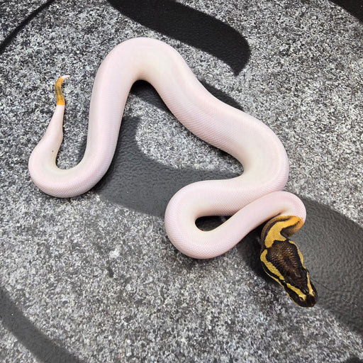 25 Choc GHI (i think) Pied het Hypo male