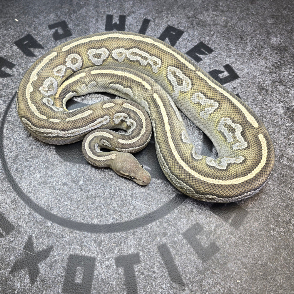Proven Breeder BH Mojave Hypo female