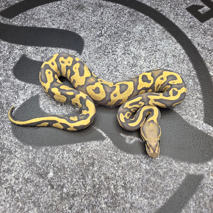 26 Vanilla Leopard YB Hypo DG female