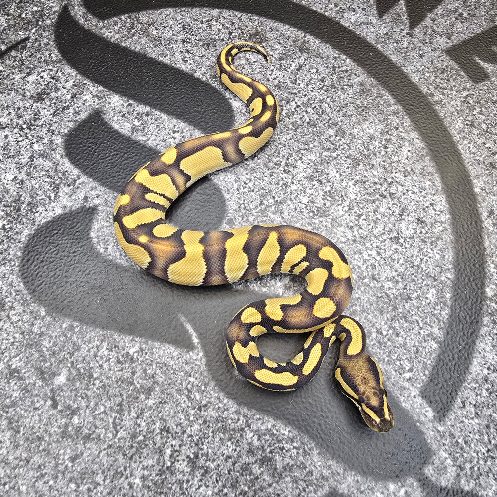 25 Chocolate Enchi DG 50% het Hypo male