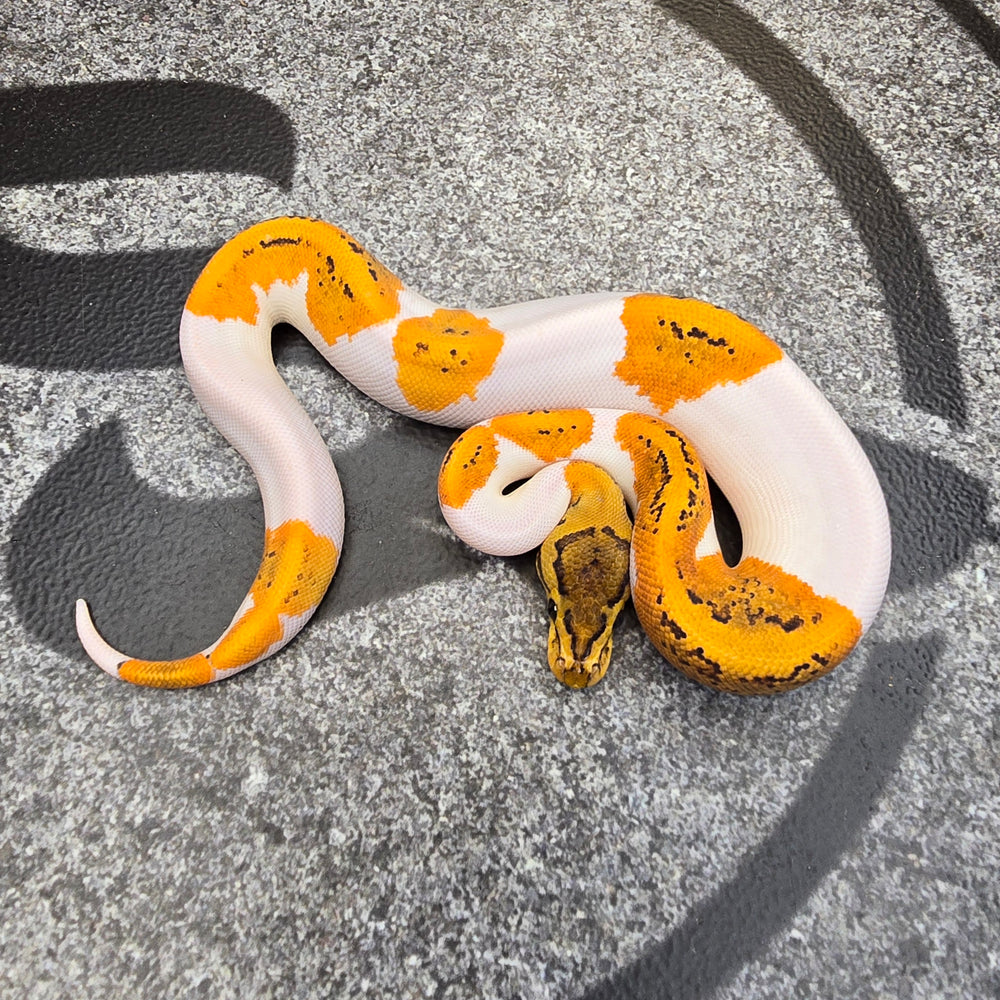 25 OD Pin YB (probably Scrambler) Pied het Hypo female