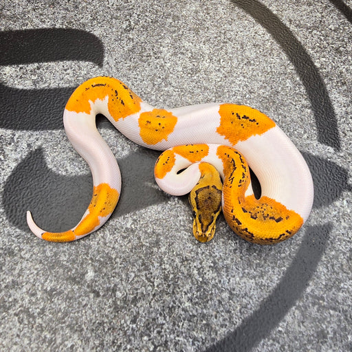 25 OD Pin YB (probably Scrambler) Pied het Hypo female