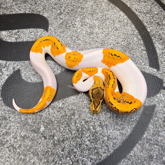 25 OD Pin YB (probably Scrambler) Pied het Hypo female