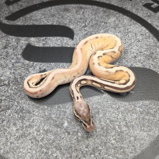 26 Sandblast Pastel OD Black Pastel  YB het Hypo het Pied male