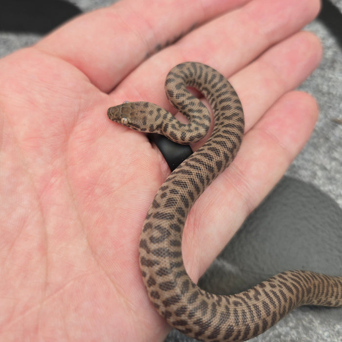 26 Children's Python 100%het Black Eye male