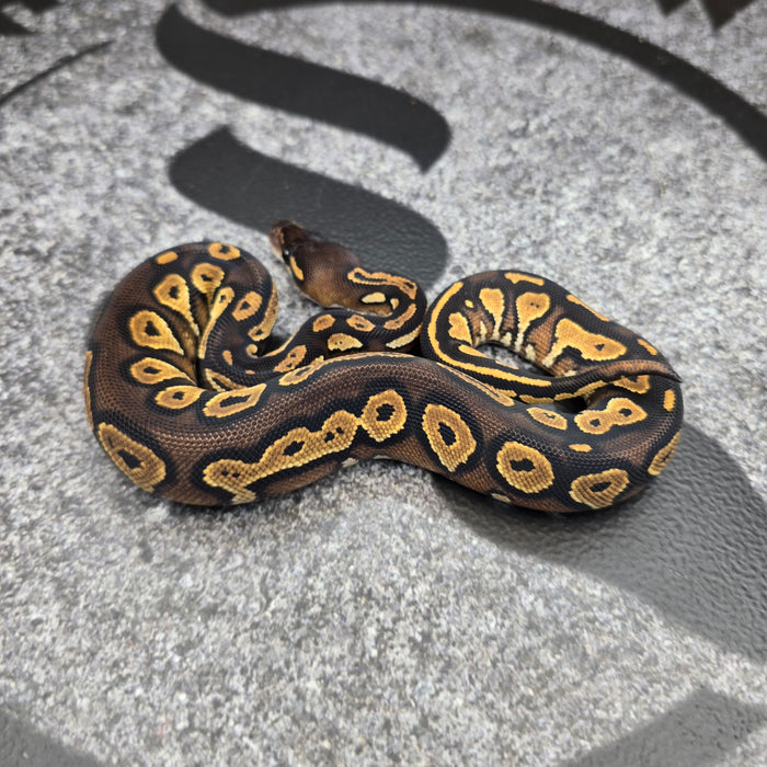 26 Super BH het Paint pos OD Special female F3