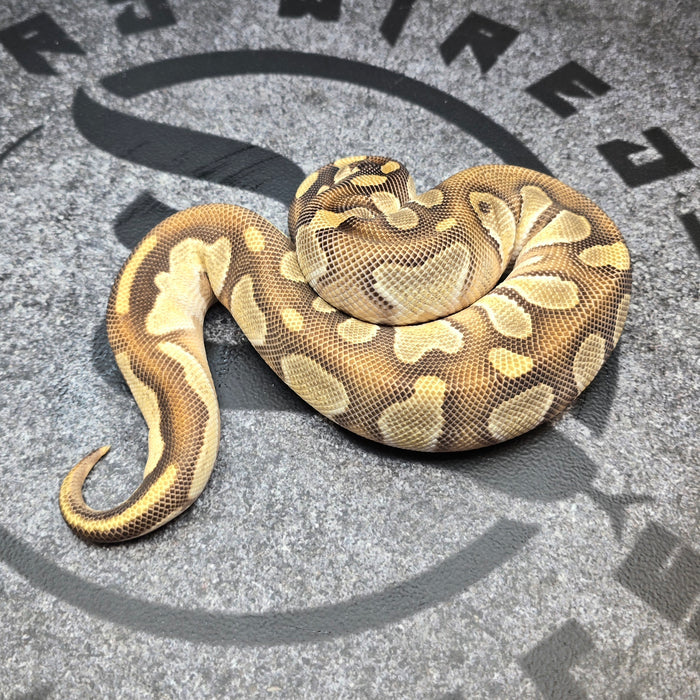 25 BH OD Special het DG het Pied male (basically ready to pair)