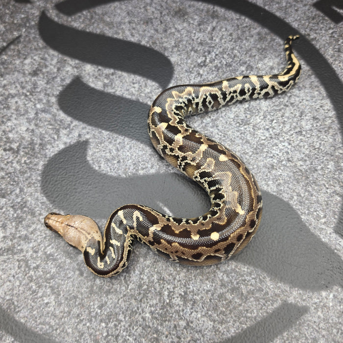 26 Chromehead Short Tail female F6