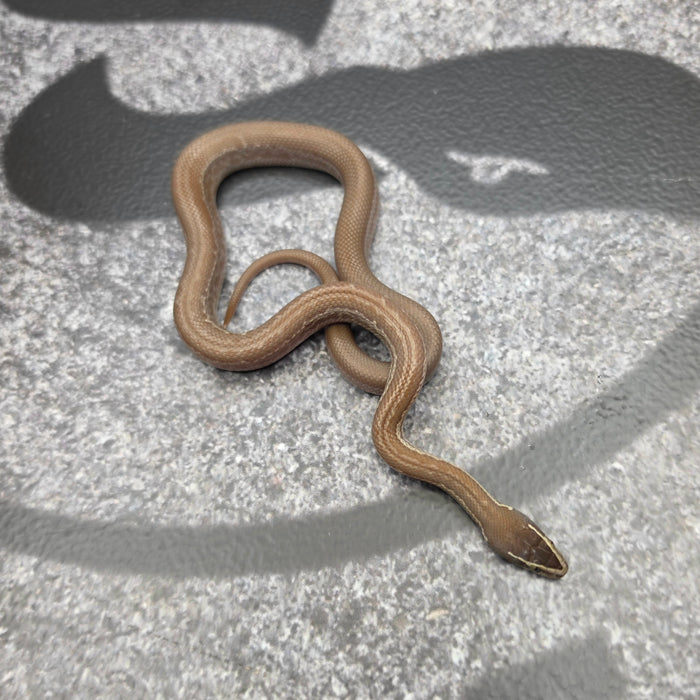 26 Het Tpos Albino het Blue Eye 50% het Hypo female 22F7