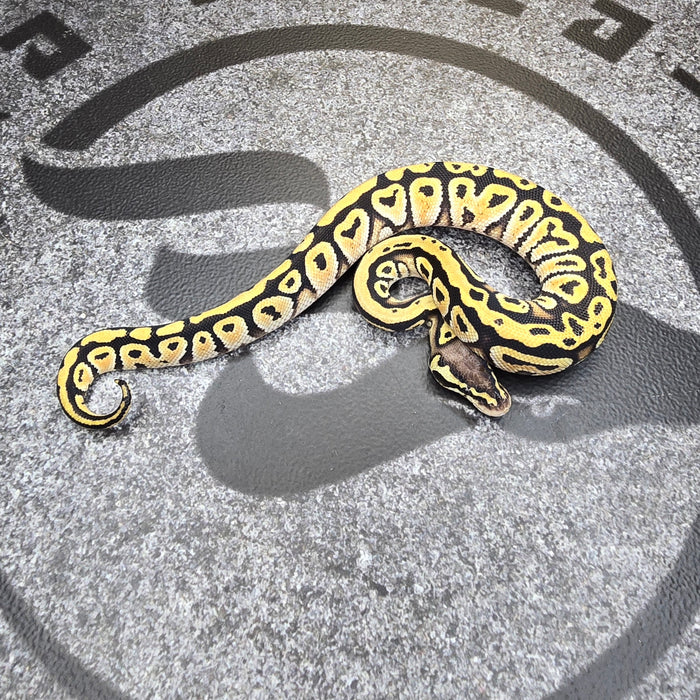 25 Pastel Cypress Het DG Hypo male