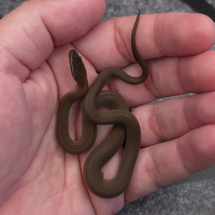 26 50% Uganda Green 50% Racerback male African House Snake