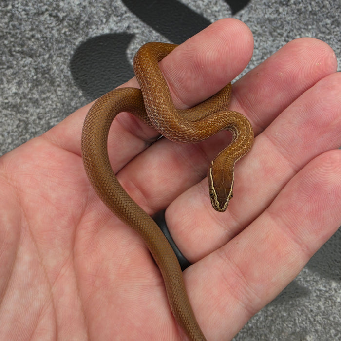 26 62.5%KZN het Tpos African House Snake female 10F3