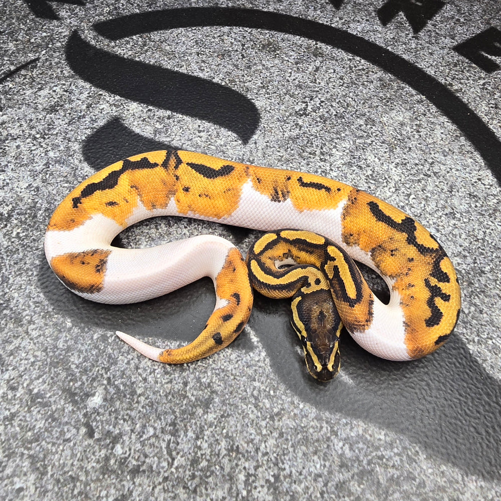 25 Pied het Hypo male