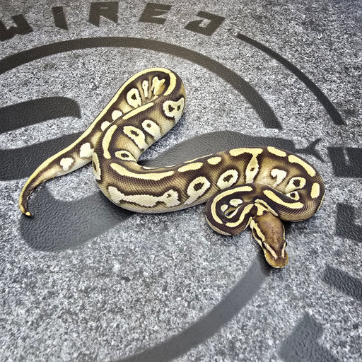24 OD Mojave Chocolate het Hypo het Pied female