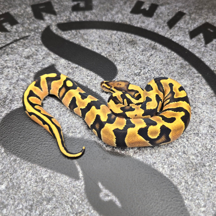 26 OD Jaguar het Hypo male