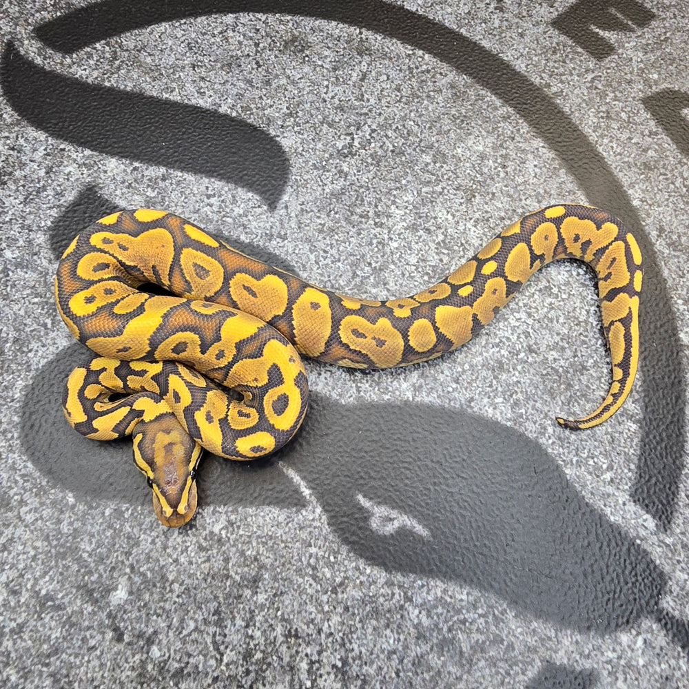 25 YB Hypo het Pied female pos Scrambler/OD