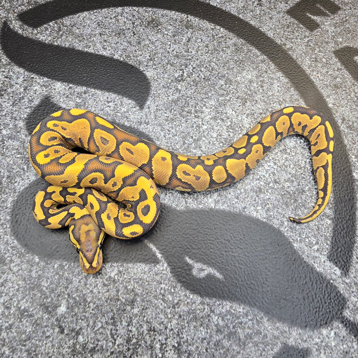 25 YB Hypo het Pied female pos Scrambler/OD