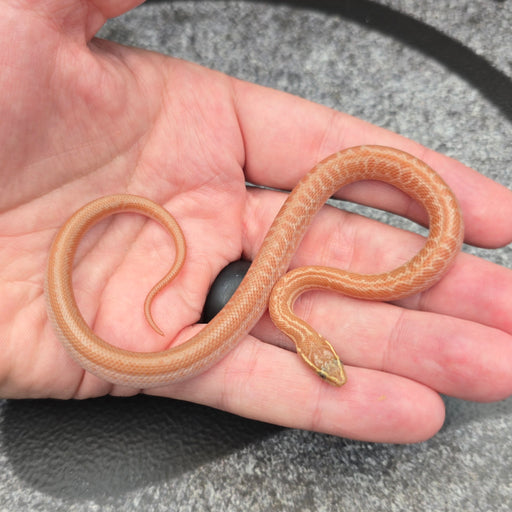 26 Tpos het Hypo African House Snake male M4