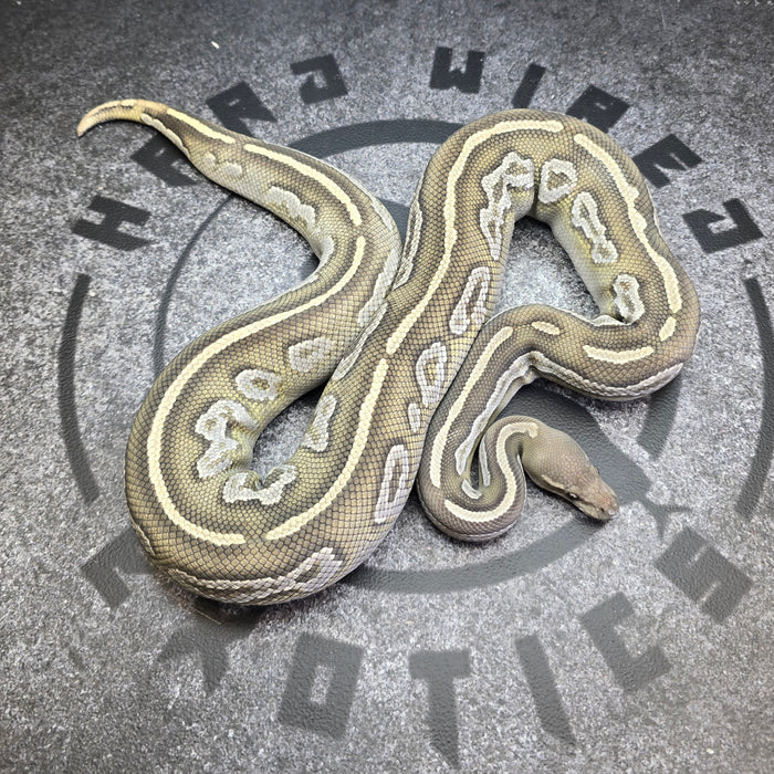 Proven Breeder BH Mojave Hypo female