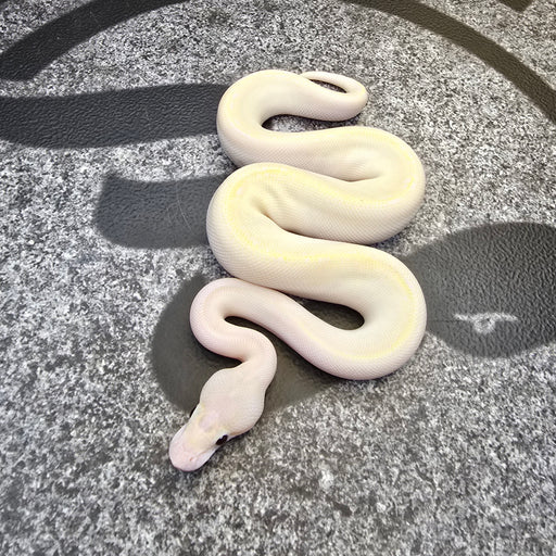 2024 Banana Ivory female