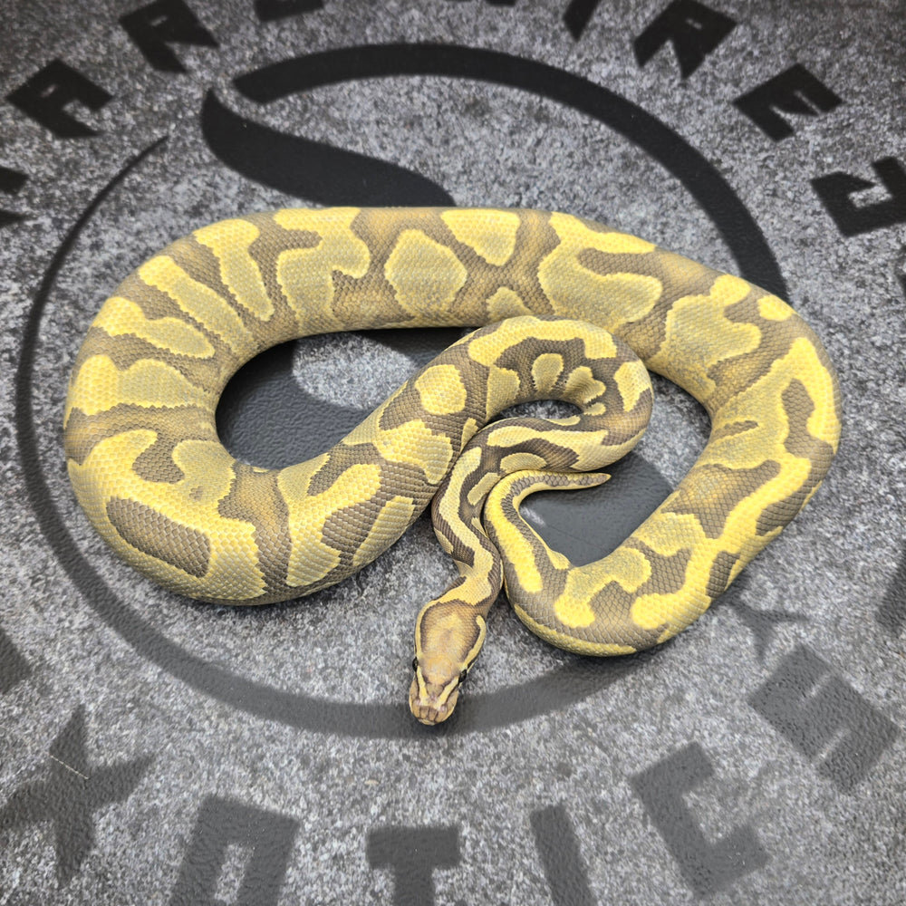 24 Vanilla Enchi YB Hypo het Pied female