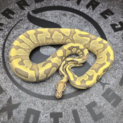 24 Vanilla Enchi YB Hypo het Pied female