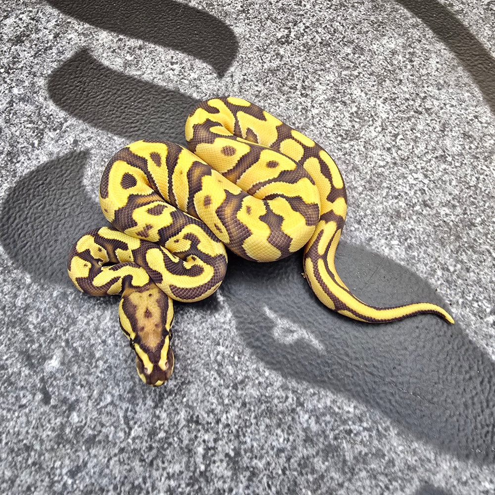 25 OD Enchi YB Hypo het Pied male