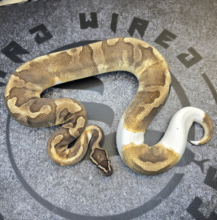 Adult Proven GHI Enchi Pied male