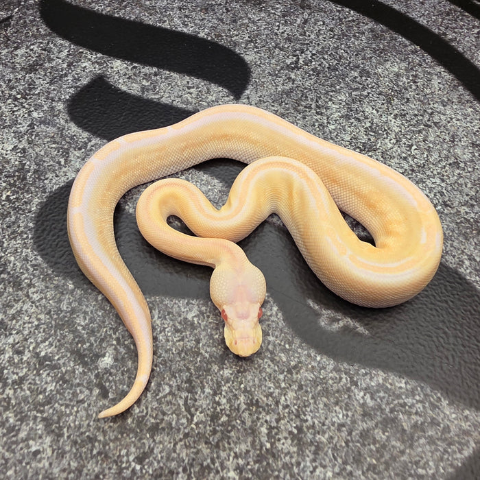 26 GHI Cypress Black Pastel Albino male