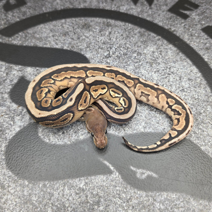26 OD Black Pastel HGW het Hypo het Pied male