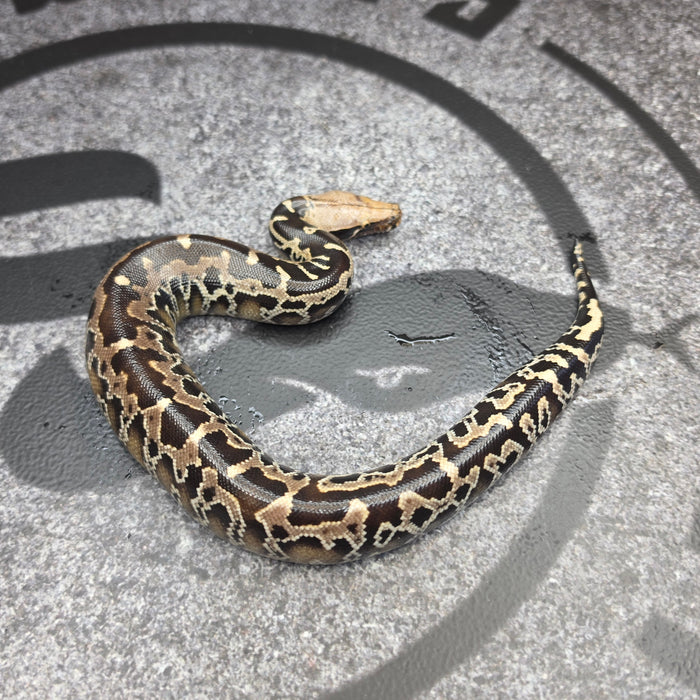 26 Chromehead Short Tail female F2
